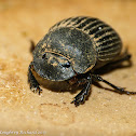 Dung beetle