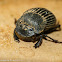 Dung beetle