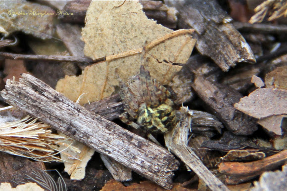Spotting Image 1