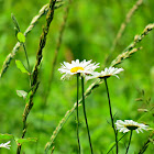 Oxeye Daisy