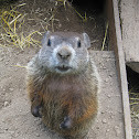 Groundhog