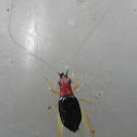 Red Headed Bush Cricket