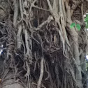 Strangler Fig