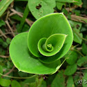 Costus