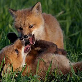 by Shelley O'Connell - Wildlife Mammals