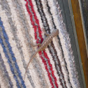 Texas spiney lizard