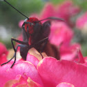 Diablito Butterfly