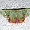 Geometrid Moth