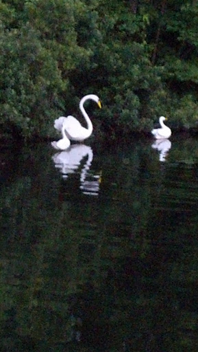 Swan Statues In Lake