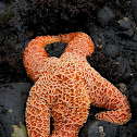 Sea Star