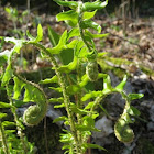 fiddlehead - species unknown