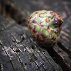 unknown seedpod