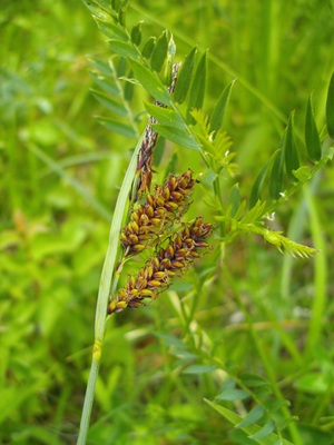 Spotting Image 1