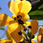Wild Senna