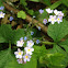 Forget-me-not