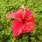 Red Hibiscus Flower