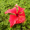 Red Hibiscus Flower