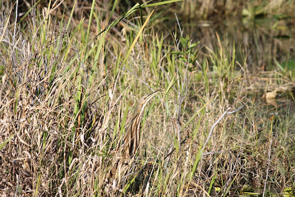 Spotting Image 1