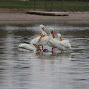 American White Pelican