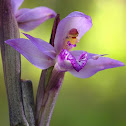 Purple Orchid