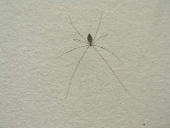 Spotting Image 1