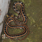Buff Striped Keelback
