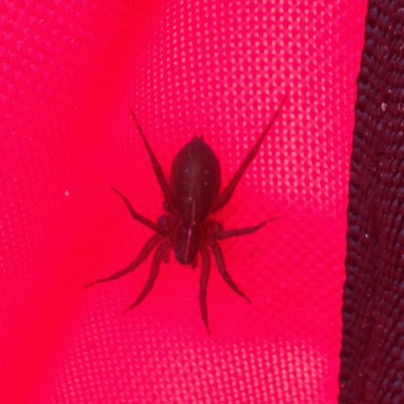 Spotting Image 1