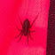 Unknown spotting
