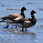 Brant