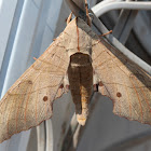 Sphinx moth
