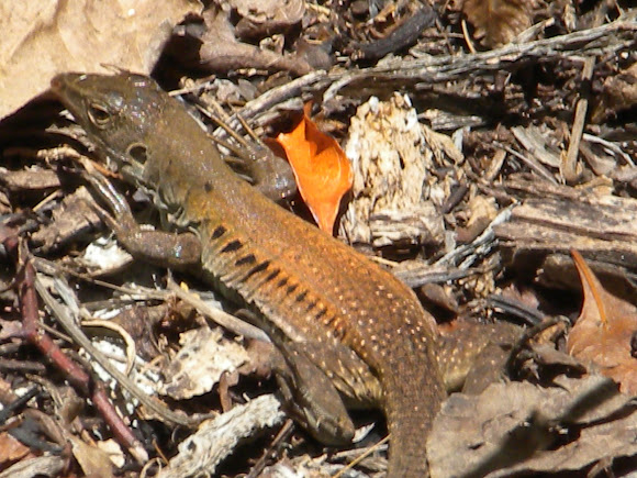 Spotting Image 1