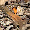 Puerto Rican Ground Lizard