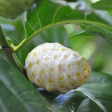 Indian mulberry