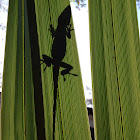 Green Anole
