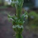 Orchid- Alaska Rein