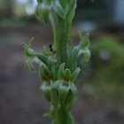 Orchid- Alaska Rein