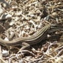 Plateau Striped Whiptail