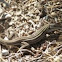 Plateau Striped Whiptail