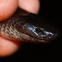 Eastern small-eyed snake