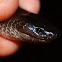 Eastern small-eyed snake