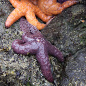 Starfish