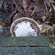 Polypore