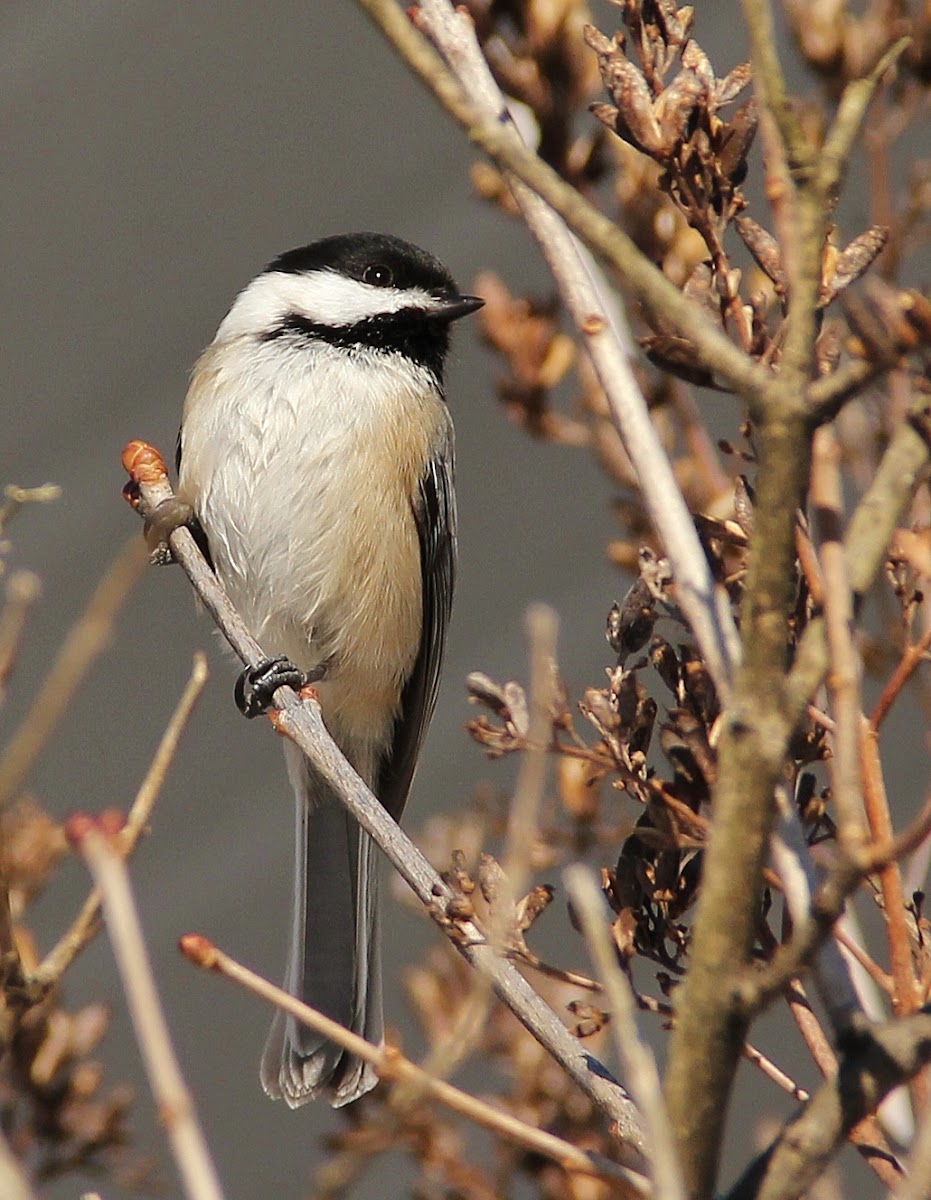 Black-Capped Chickadee