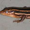 Five Lined Skink