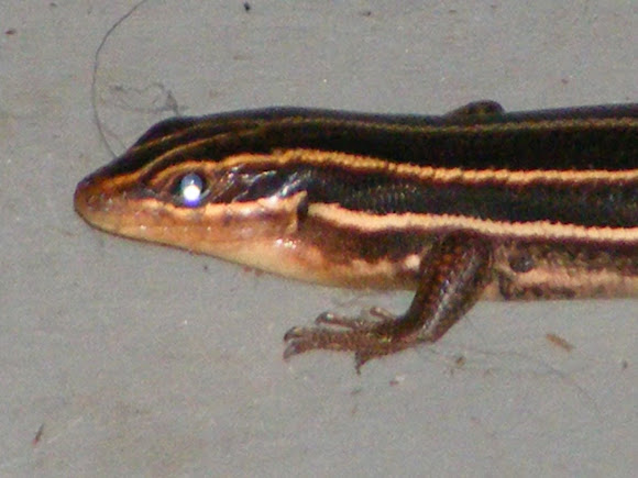 Spotting Image 1