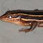 Five Lined Skink