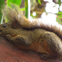 Red-Tailed squirrel