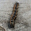 Gulf fritillary caterpillar