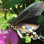 Spicebush Swallowtail