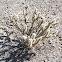 Cholla